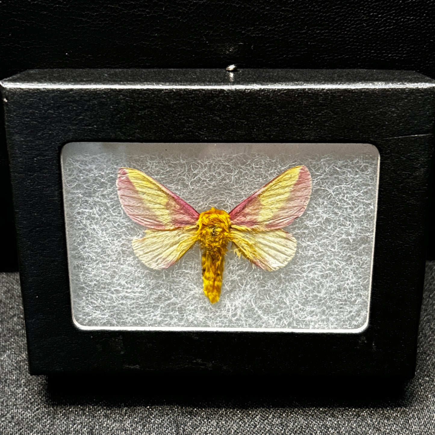 Rosey Maple Moth