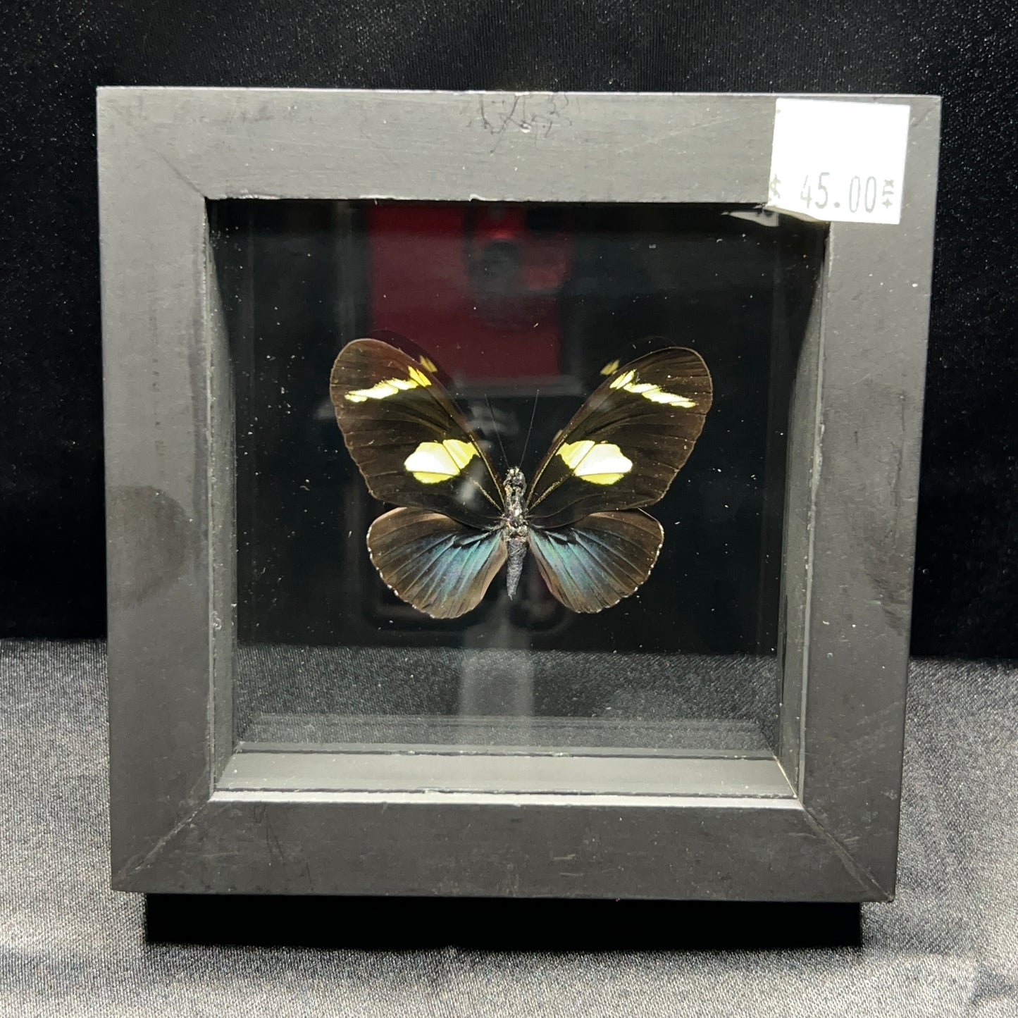 Wallace's Longwing Butterfly