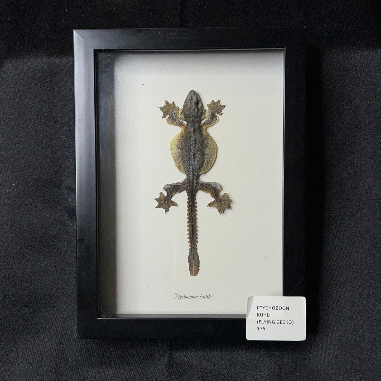 Flying Gecko (Ptychozoon Kuhli)