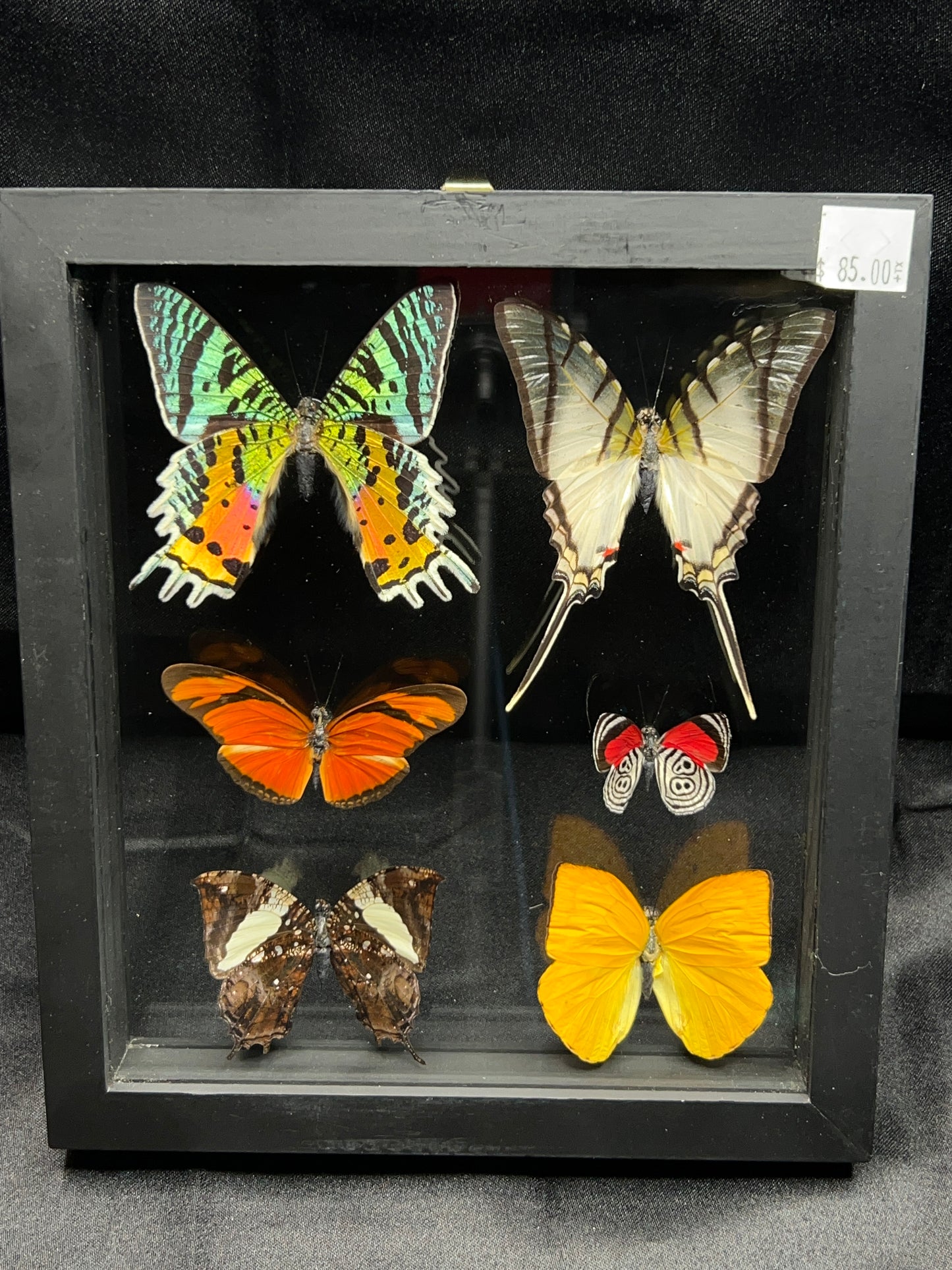 Assorted Butterflies (9in x 8in frame)
