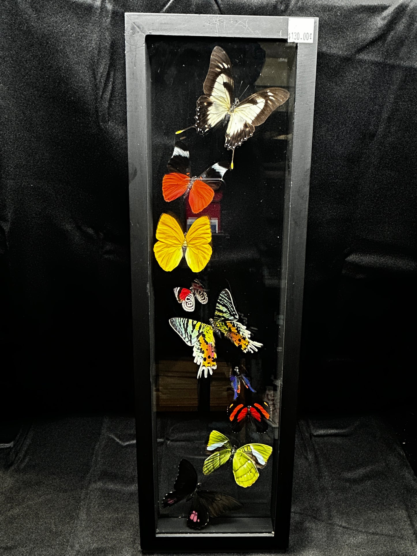 Assorted Butterflies (18.5in x 6in frame)