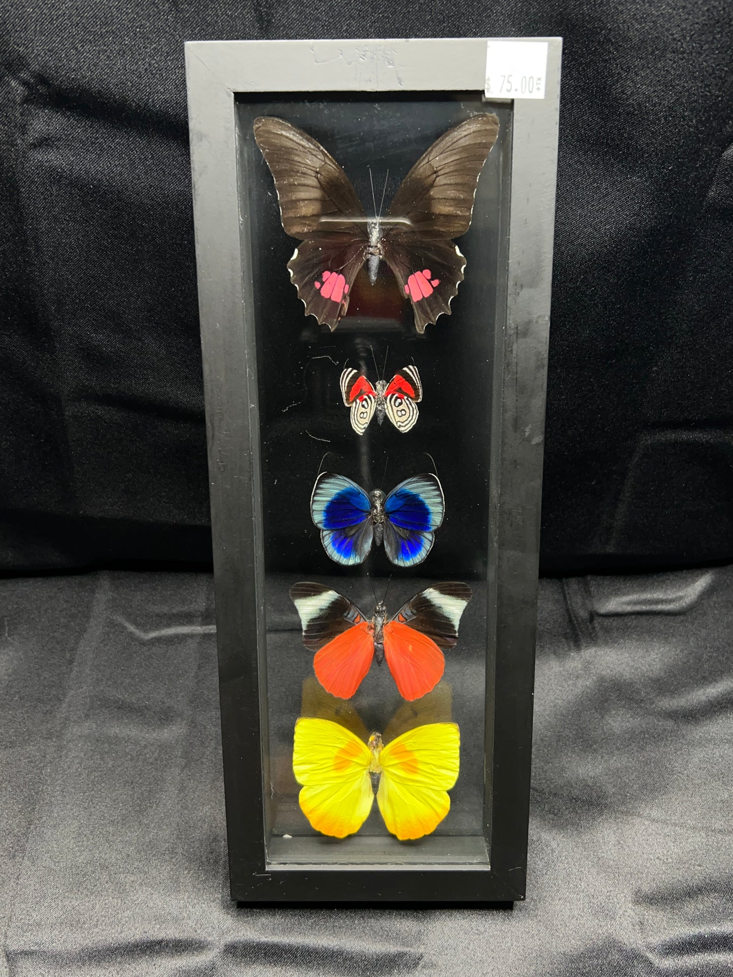Assorted Butterflies (13in x 5in frame)