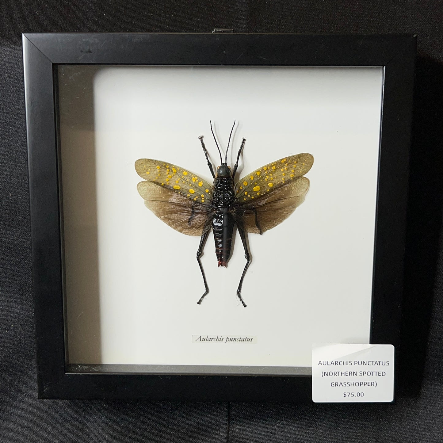 Northern Spotted Grasshopper (Aularches Punctatus)