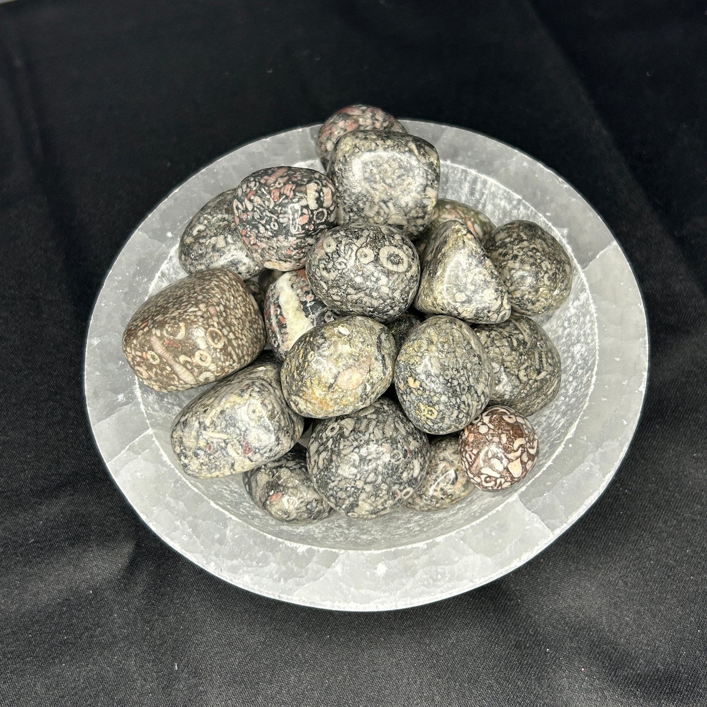 Crinoid Fossil Tumble