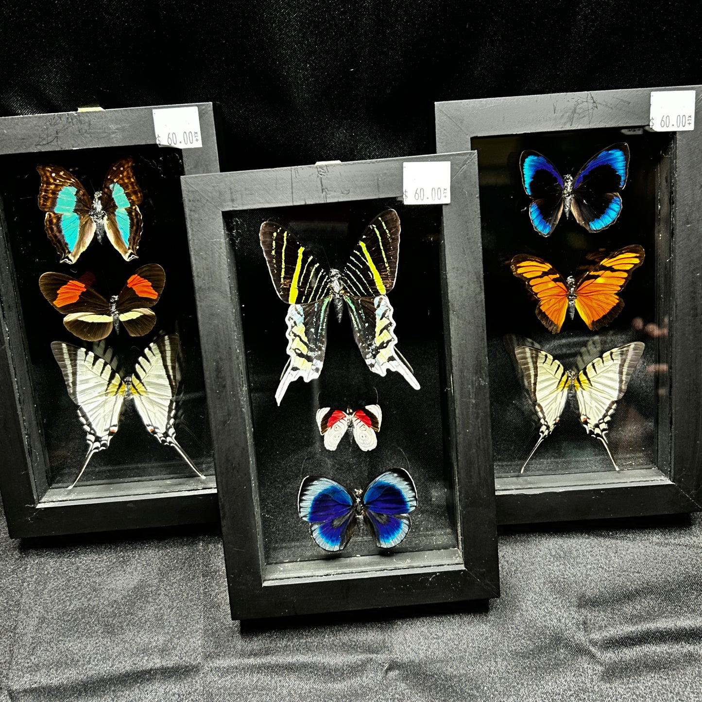 Assorted Butterflies (8in x 5in frame)