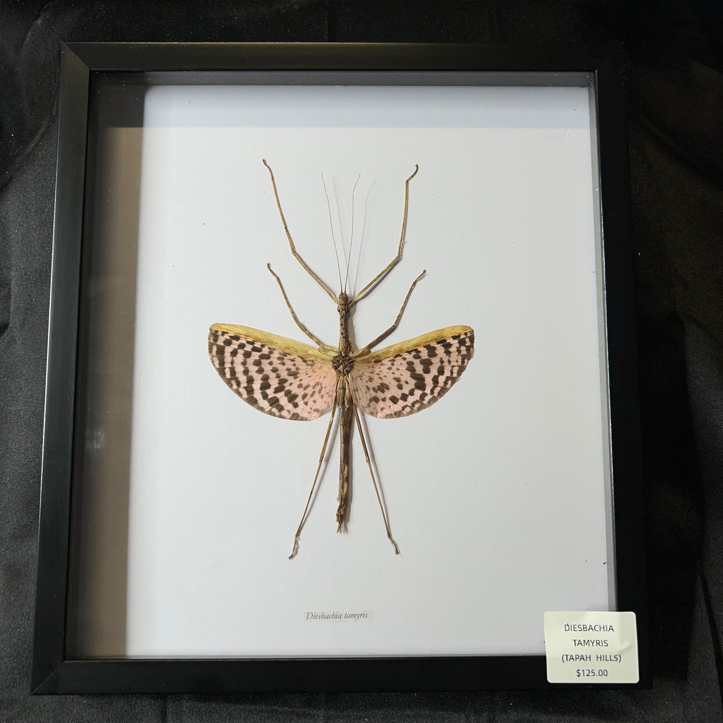 Tapah Hills (Diesbachia Tamyris)