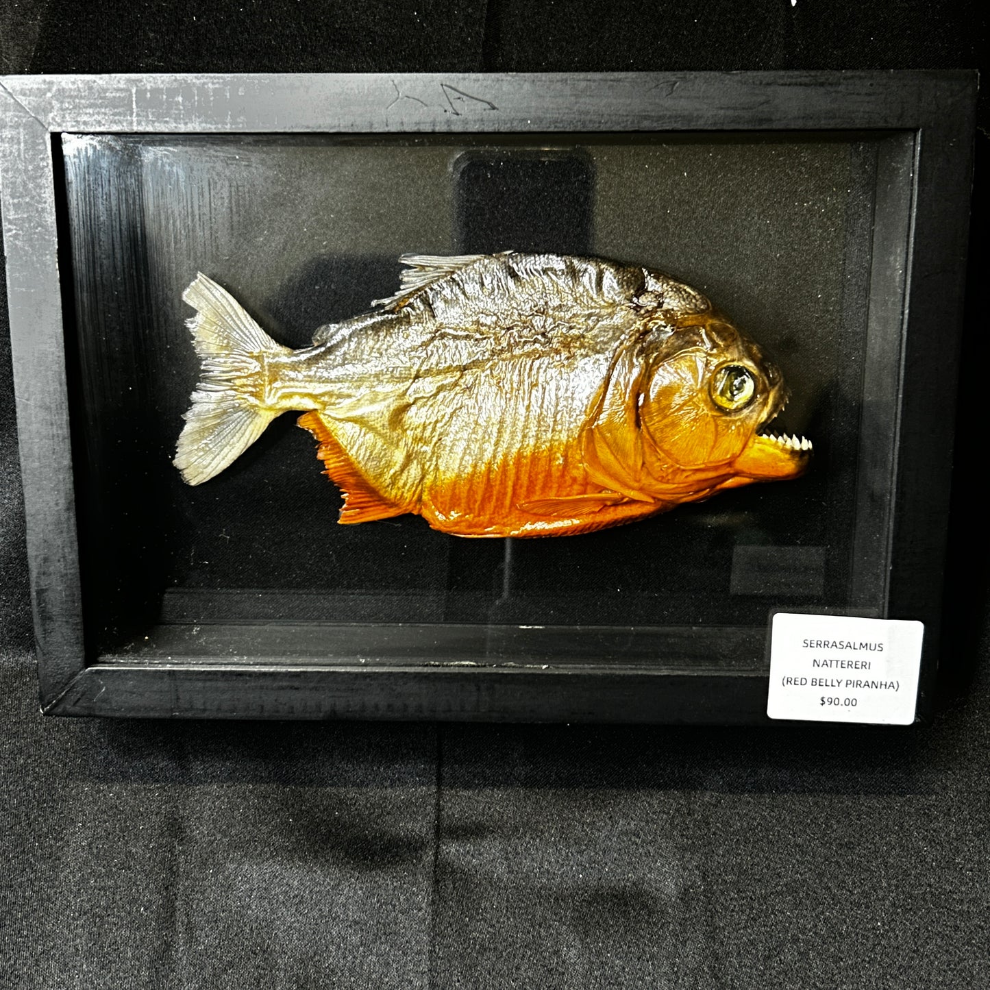 Red-Bellied Piranha (Serrasalmus Nattereri)