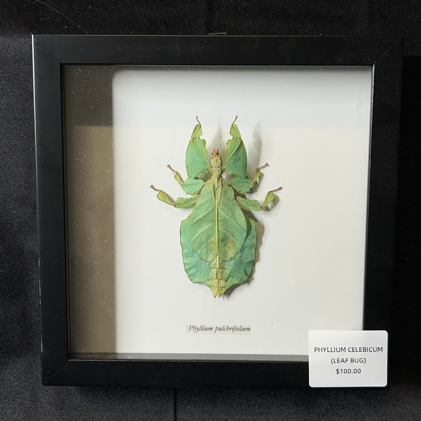 Leaf Bug (Phyllium Celebicum)