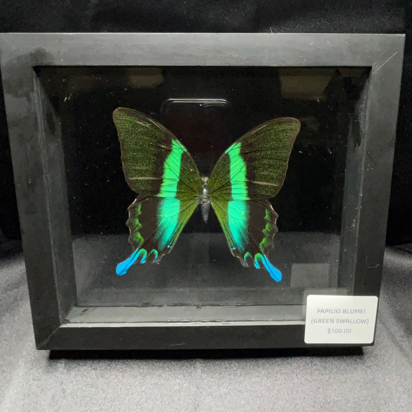 Papilio Blumei (Green Swallow) Butterfly