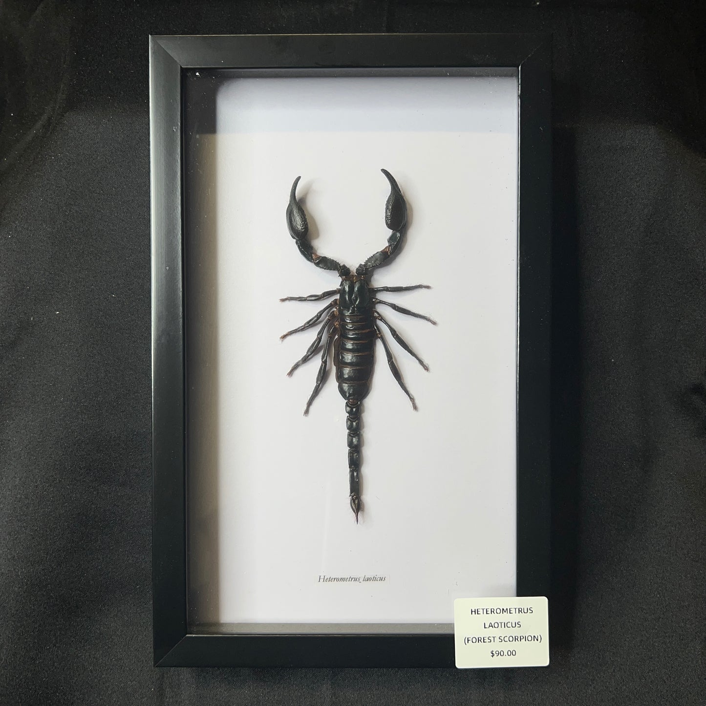 Giant Forest Scorpion (Heterometrus laoticus)