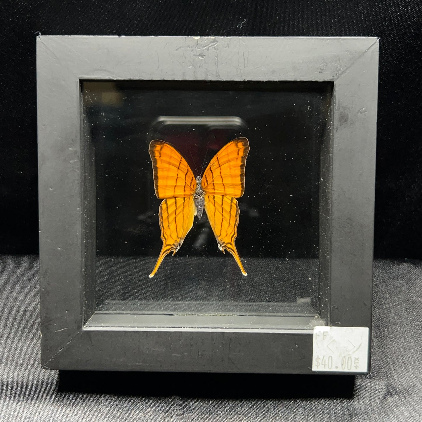 Amber Daggerwing Butterfly