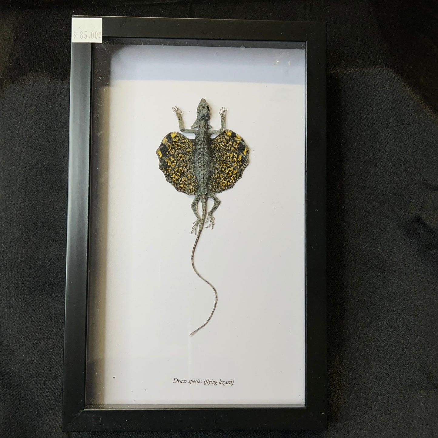 Flying Lizard (Draco species)