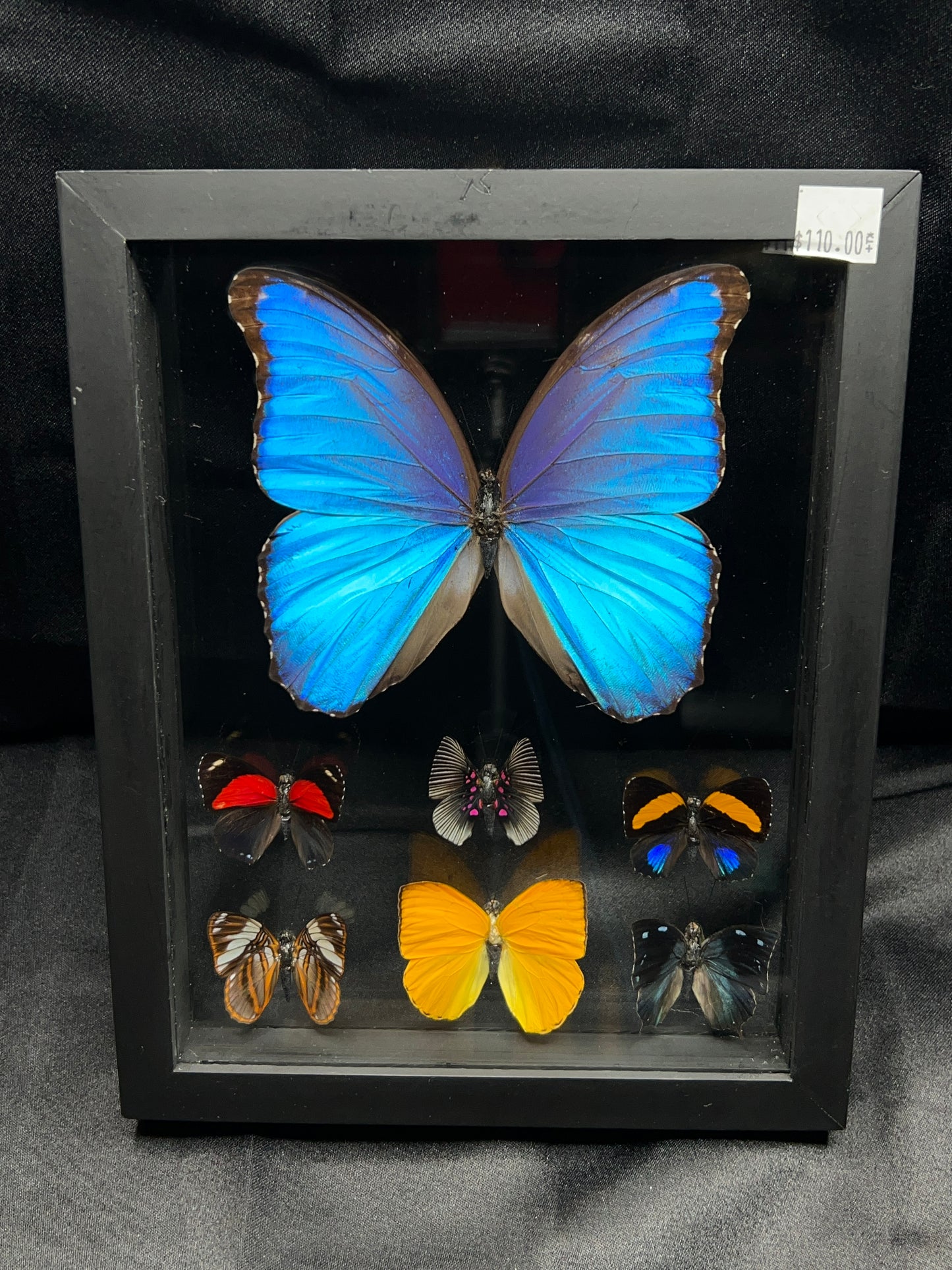 Assorted Butterflies (8in x 5in frame)