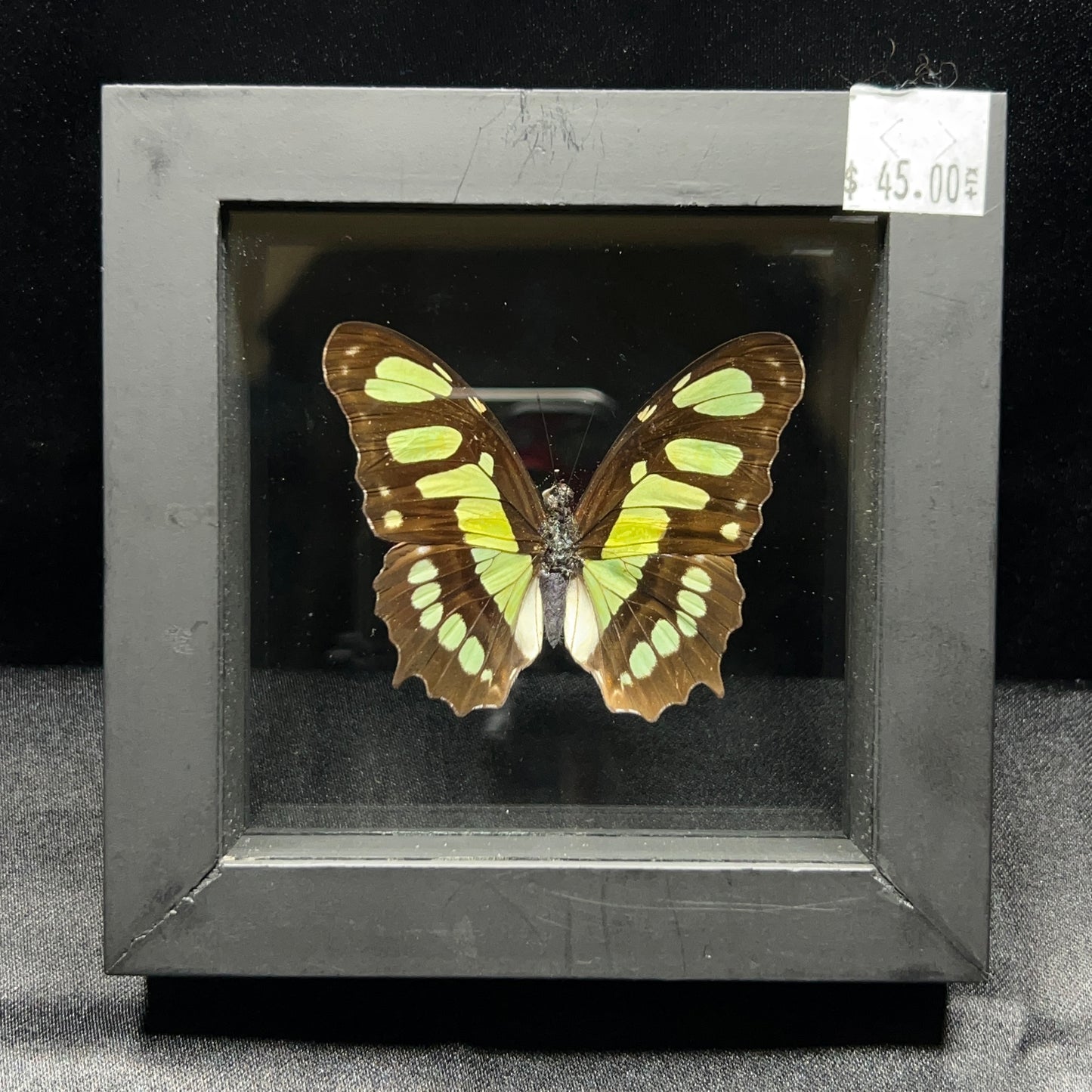 Malachite Butterfly