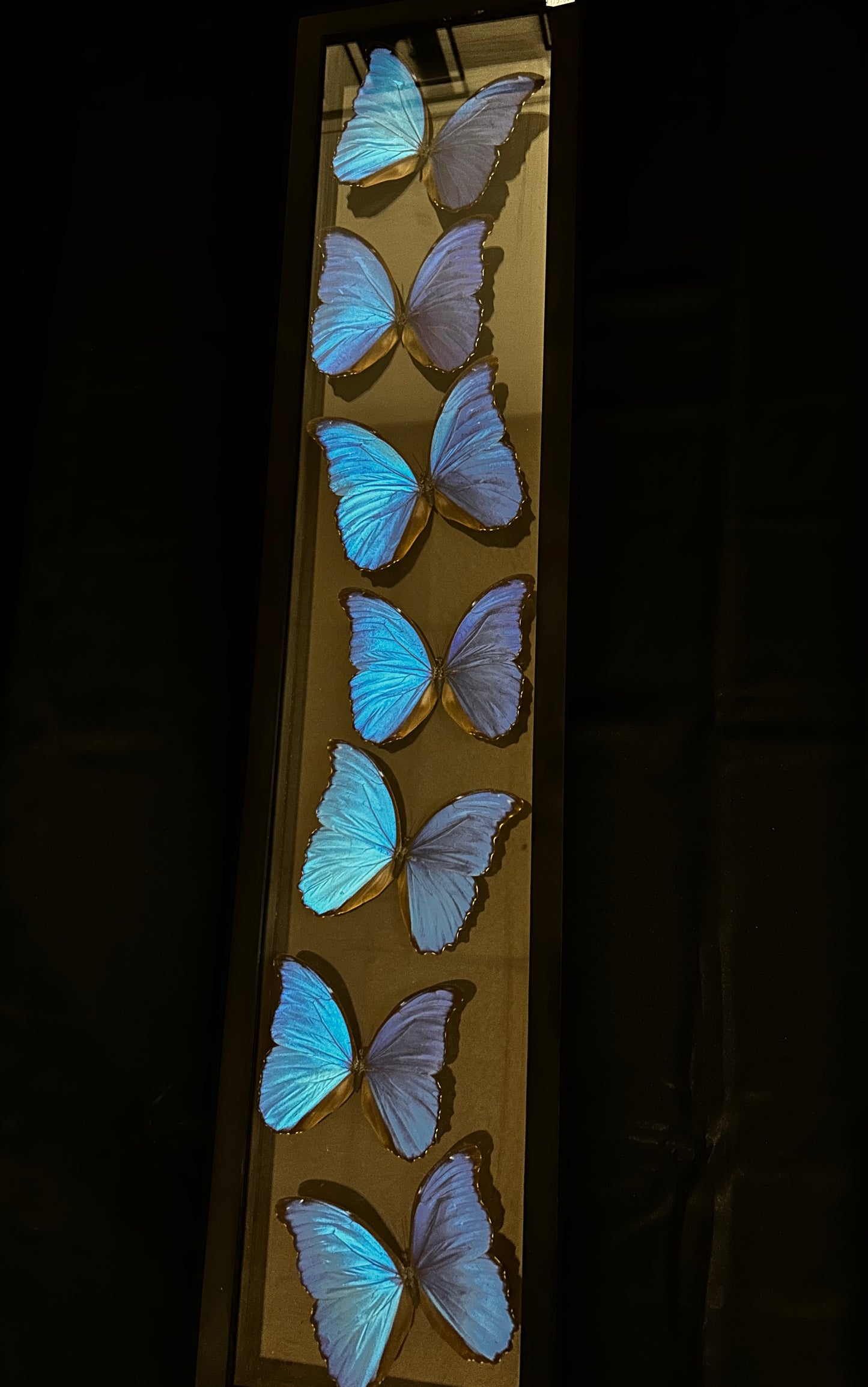 Morpho Didus Butterflies (36in x 8in frame)