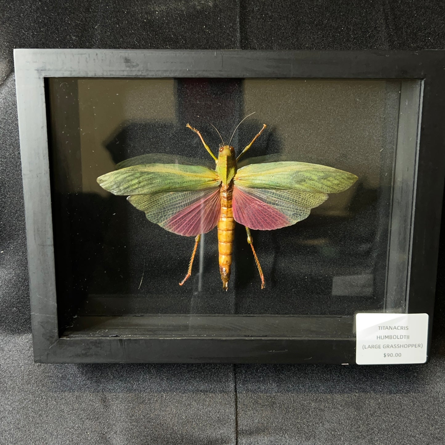 Large Grasshopper (Titanacris Humboldtii)