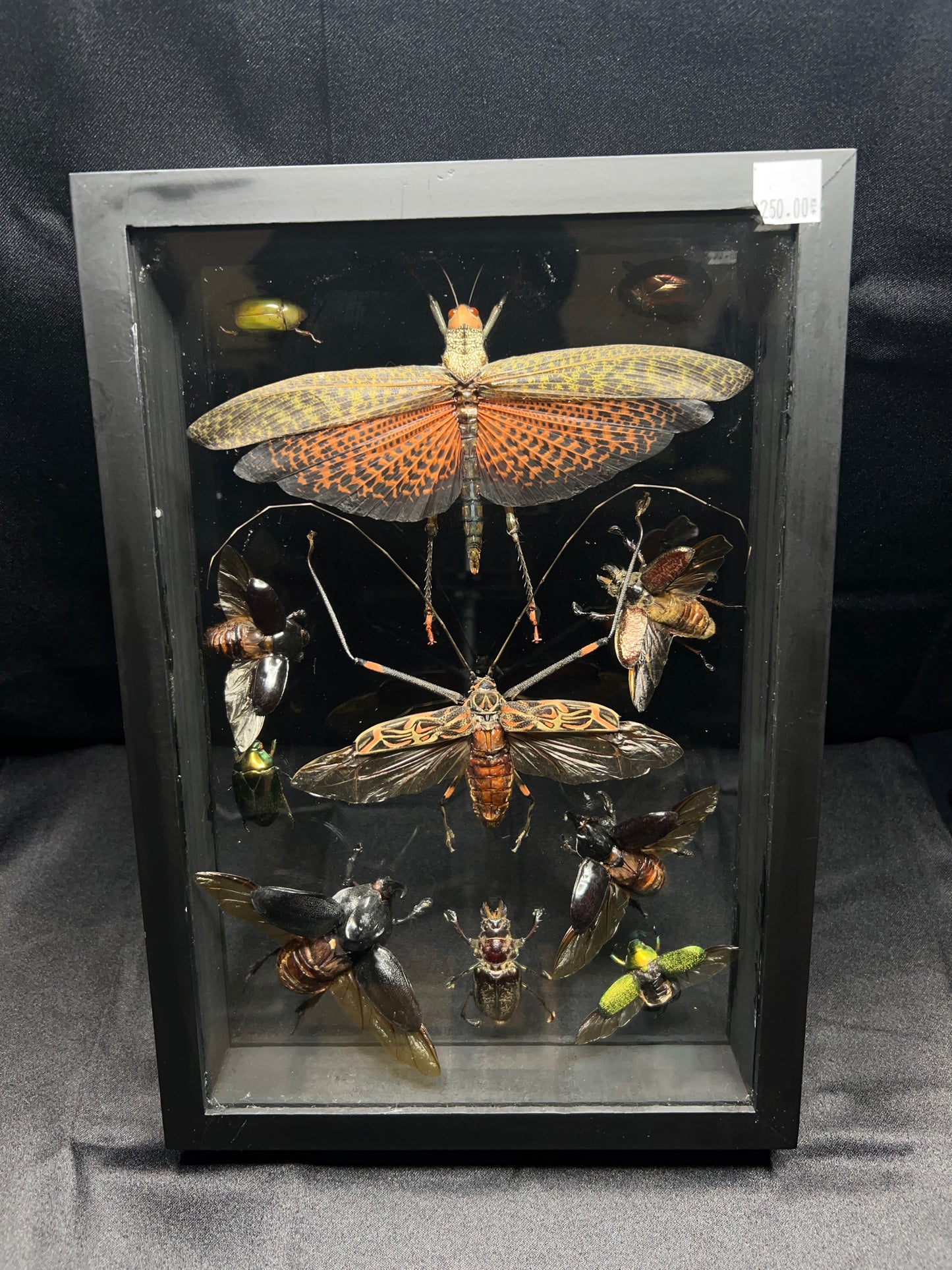 Assorted Insects (13in x 9in frame)
