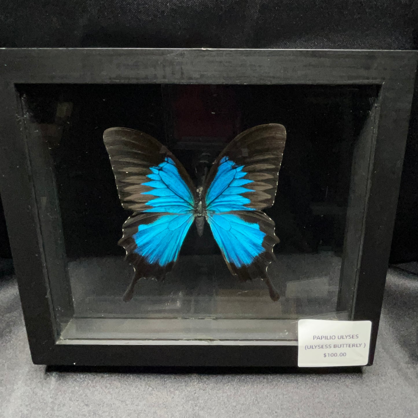 Ulysess Butterfly