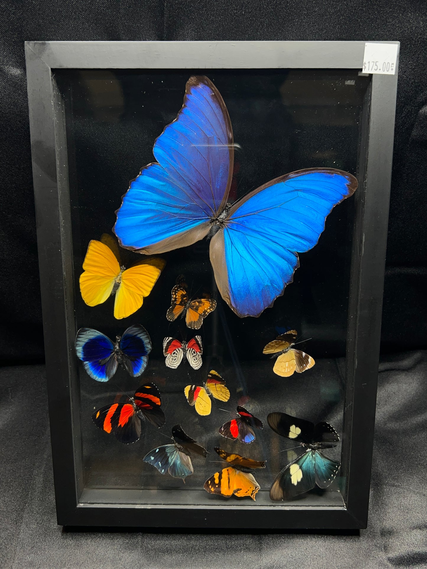 Assorted Butterflies (13in x 9in frame)