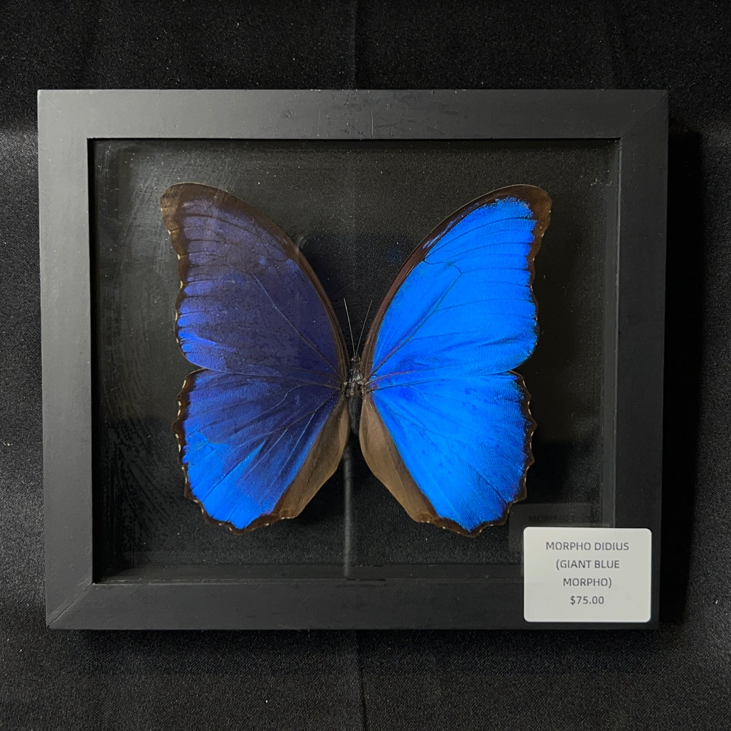 Giant Blue Morpho Butterfly (Morpho Didius)