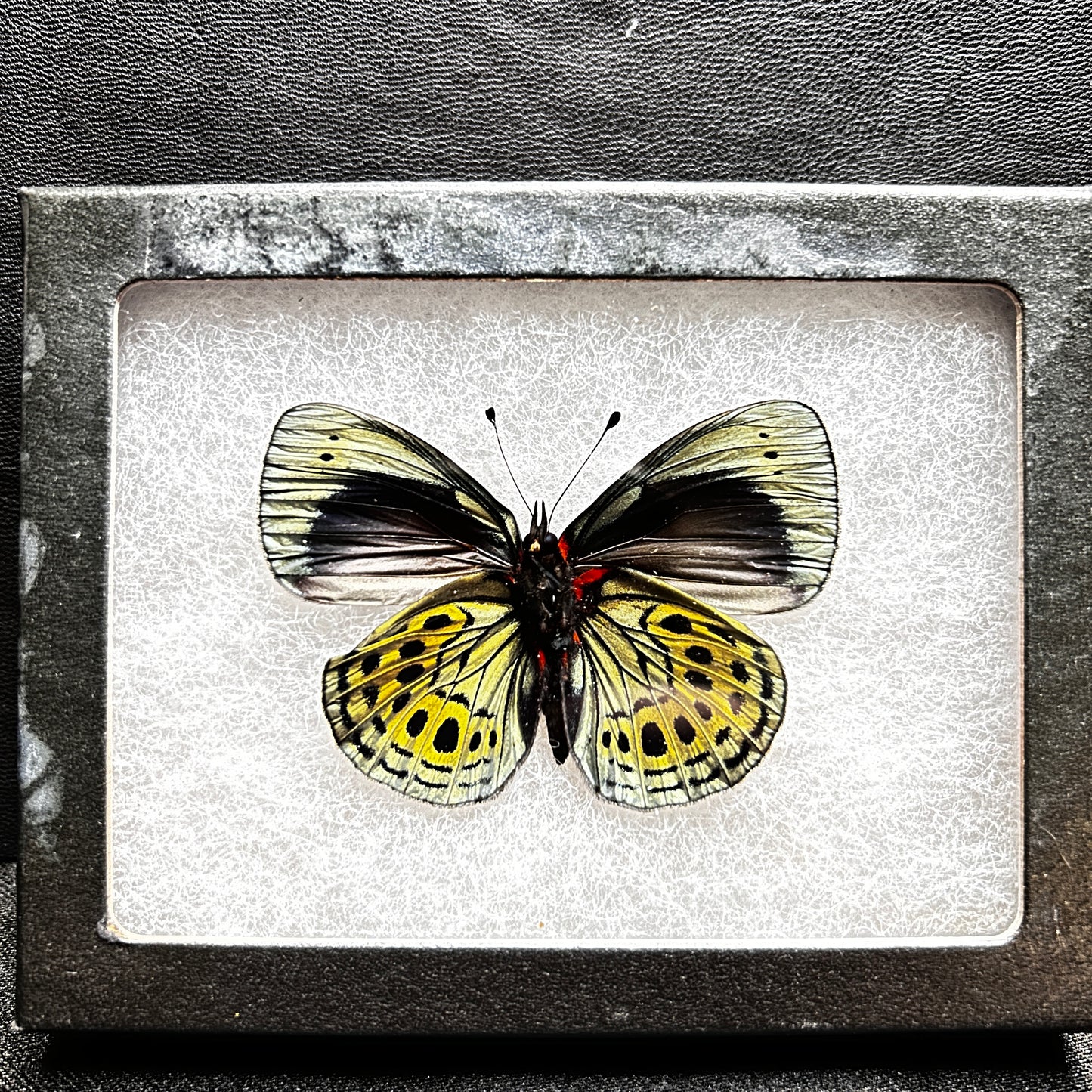 Charles Darwin Butterfly (Callithea philotima)
