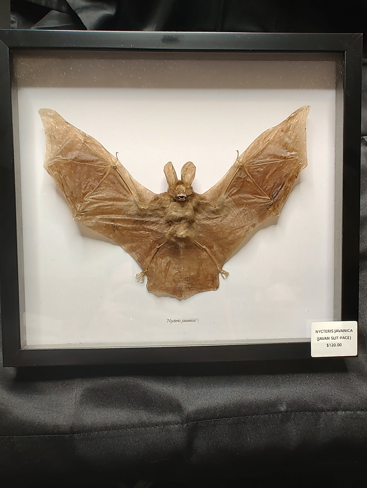 Javan Slit Face (Nycteris Javanica)