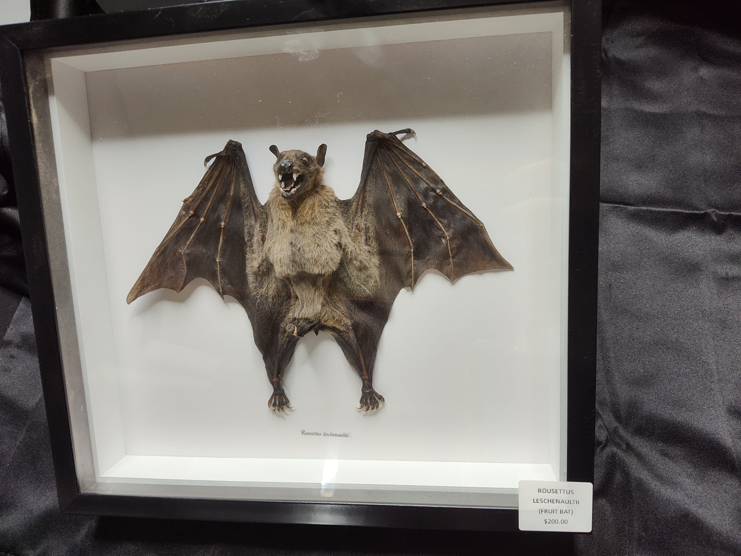 Fruit Bat ( Rousettus Leschenaultii)