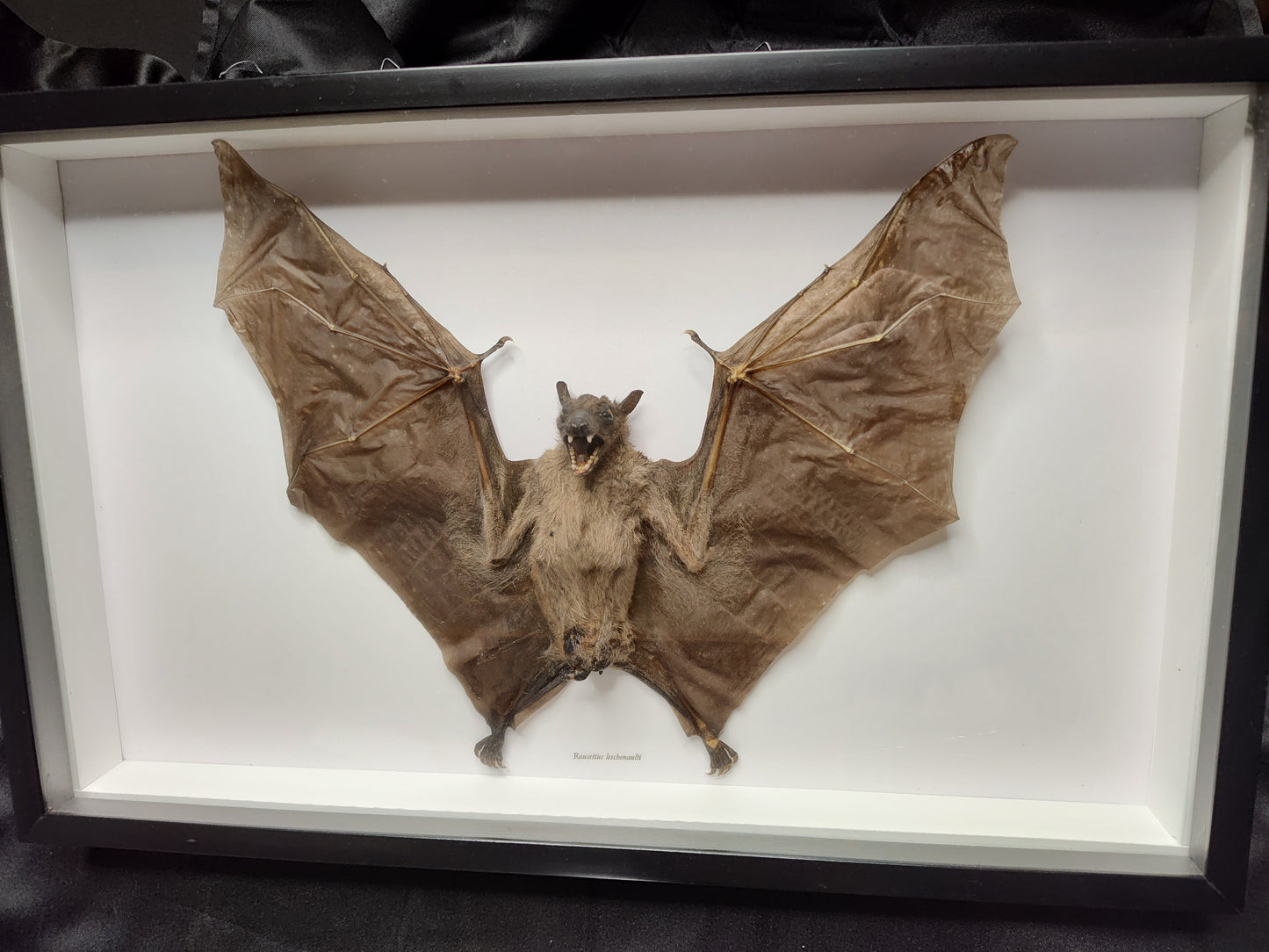 Fruit Bat ( Rousettus Leschenaultii)