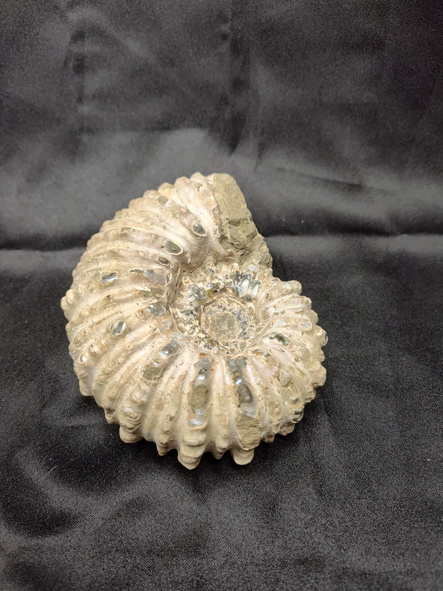 Ammonite Fossil