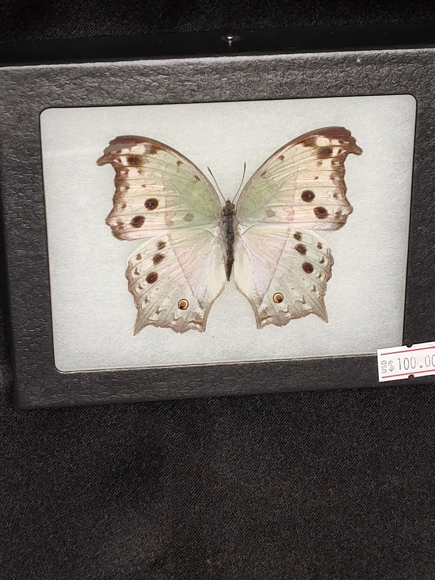 Black Pearl Moth