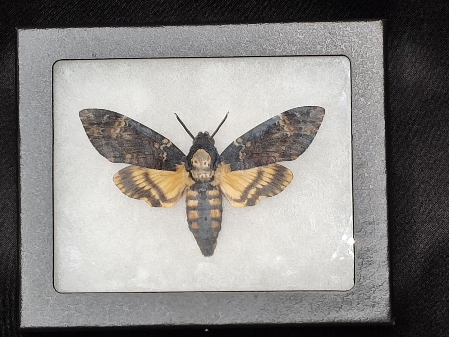 Death's Head Moth