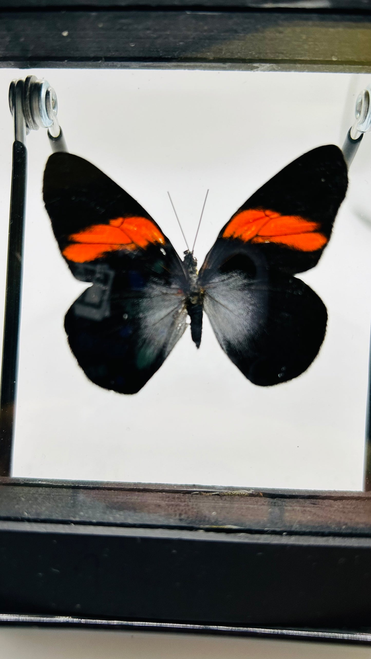 Red Ghost Butterfly (Pereute Callinira)