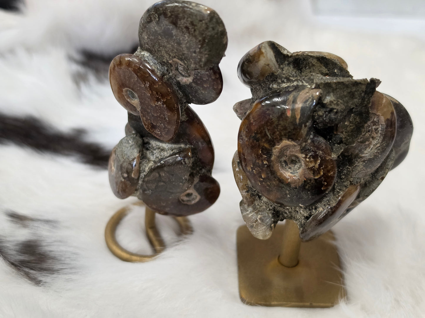 Iridescent Ammonite Clusters