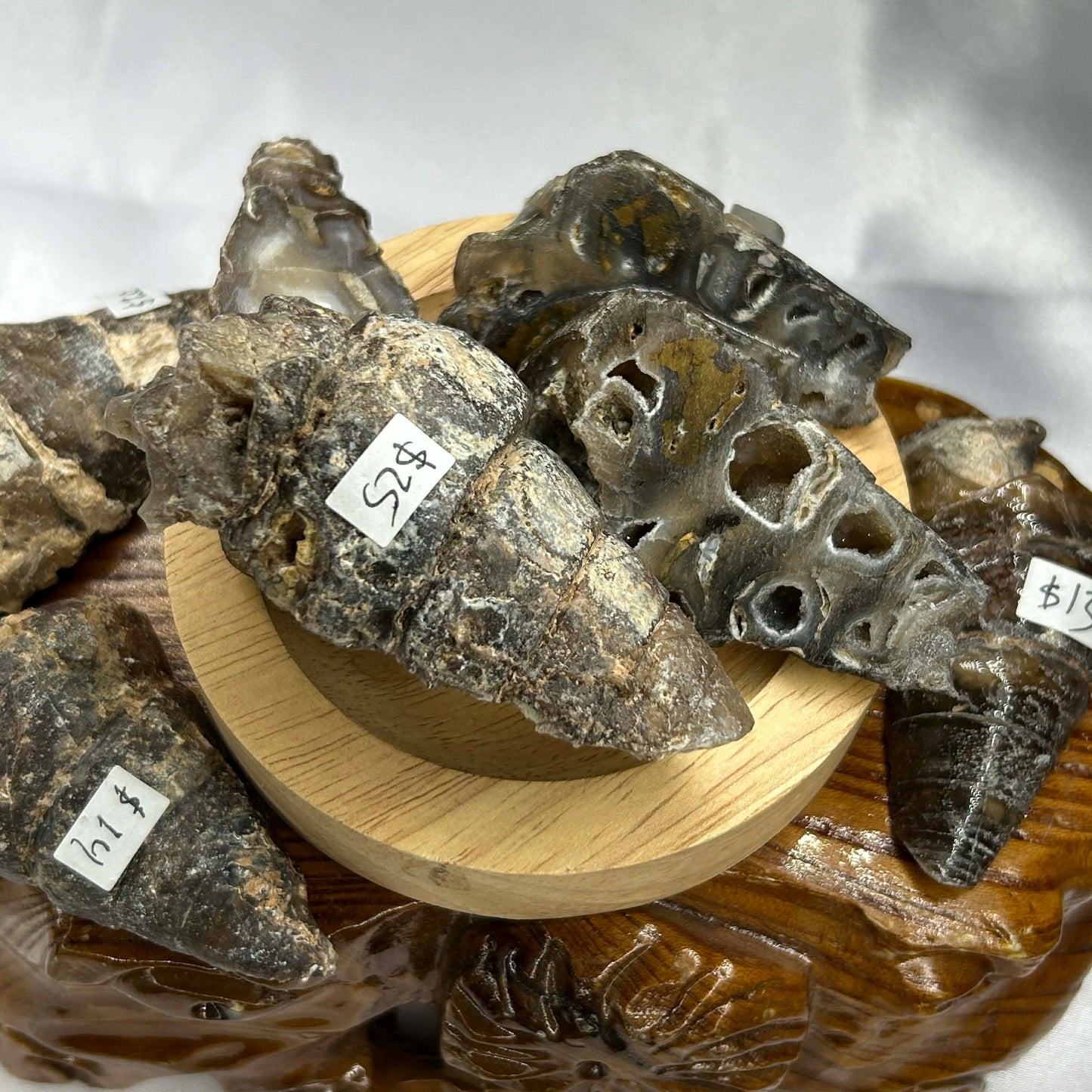 Chalcedony Gastropod Fossils