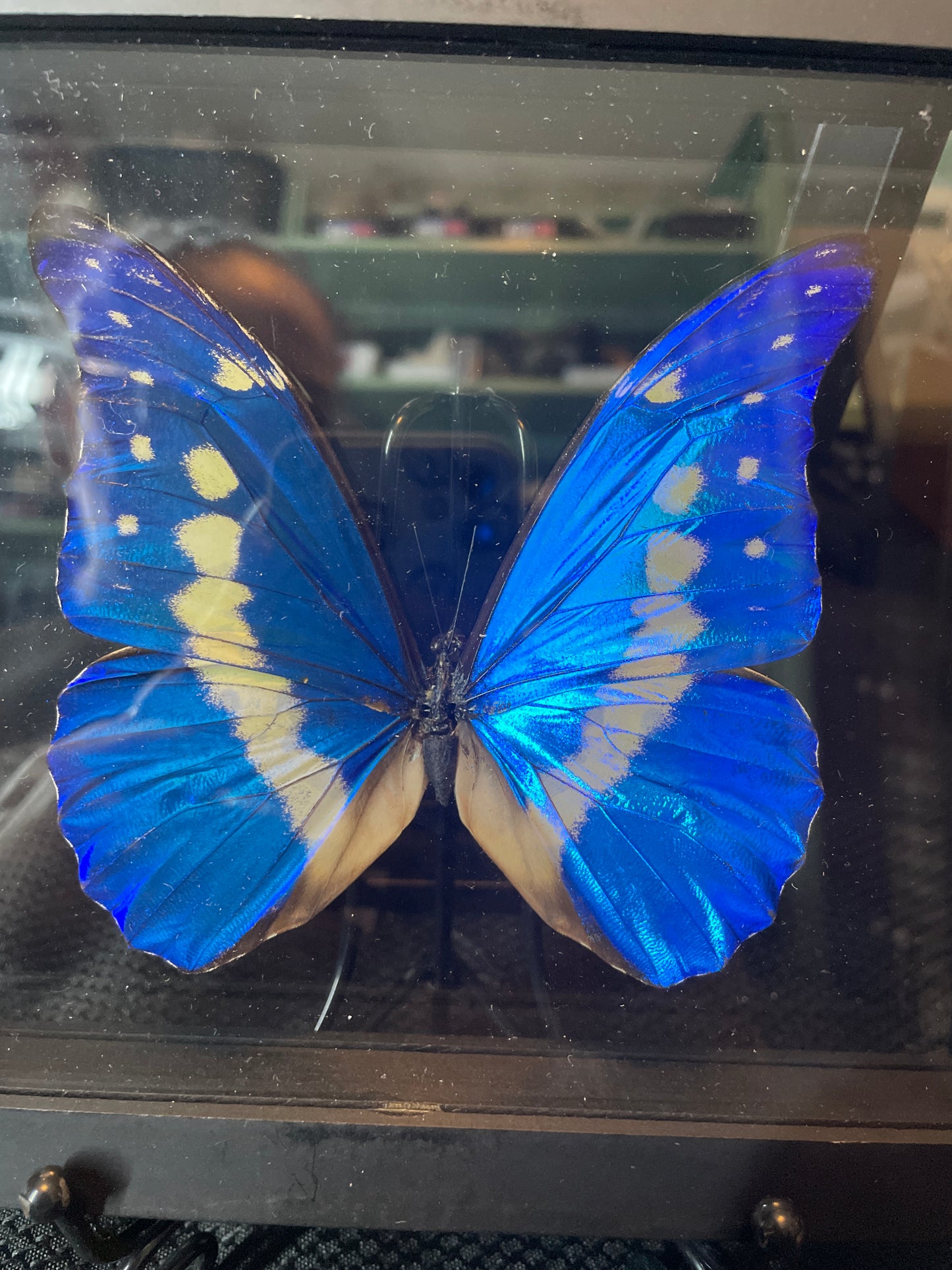 Morpho Helena butterfly