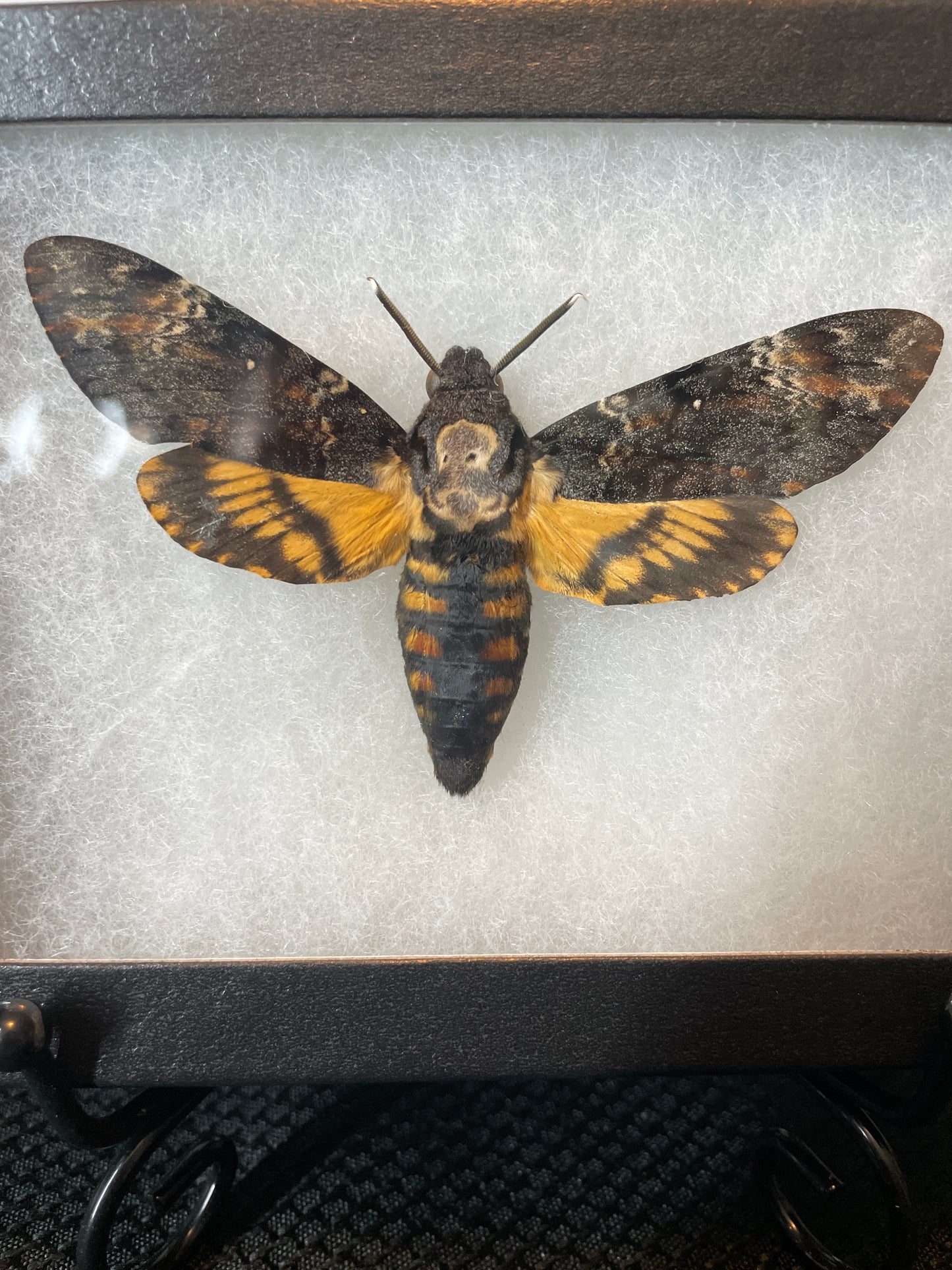 Acherontia Atropos (Death's head moth, silence of the lamb)