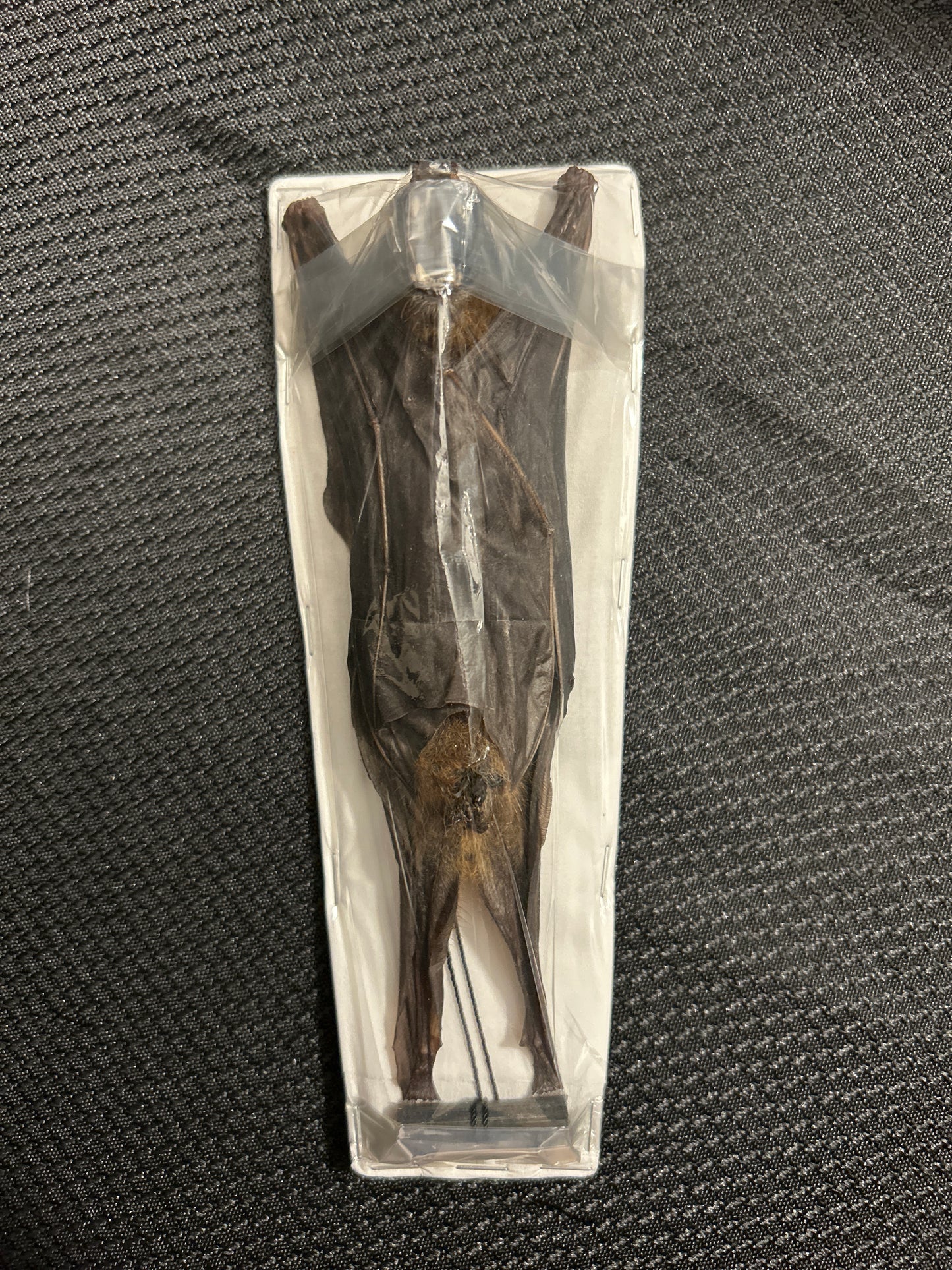 Javan Mastiff Hanging bat
