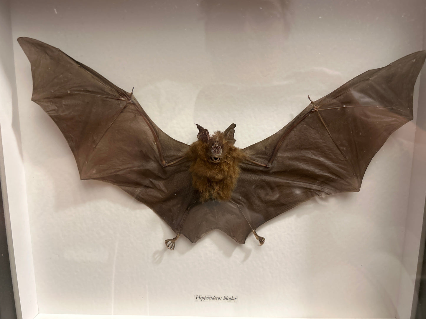 Hipposideros bi color ( Bi colored bat)