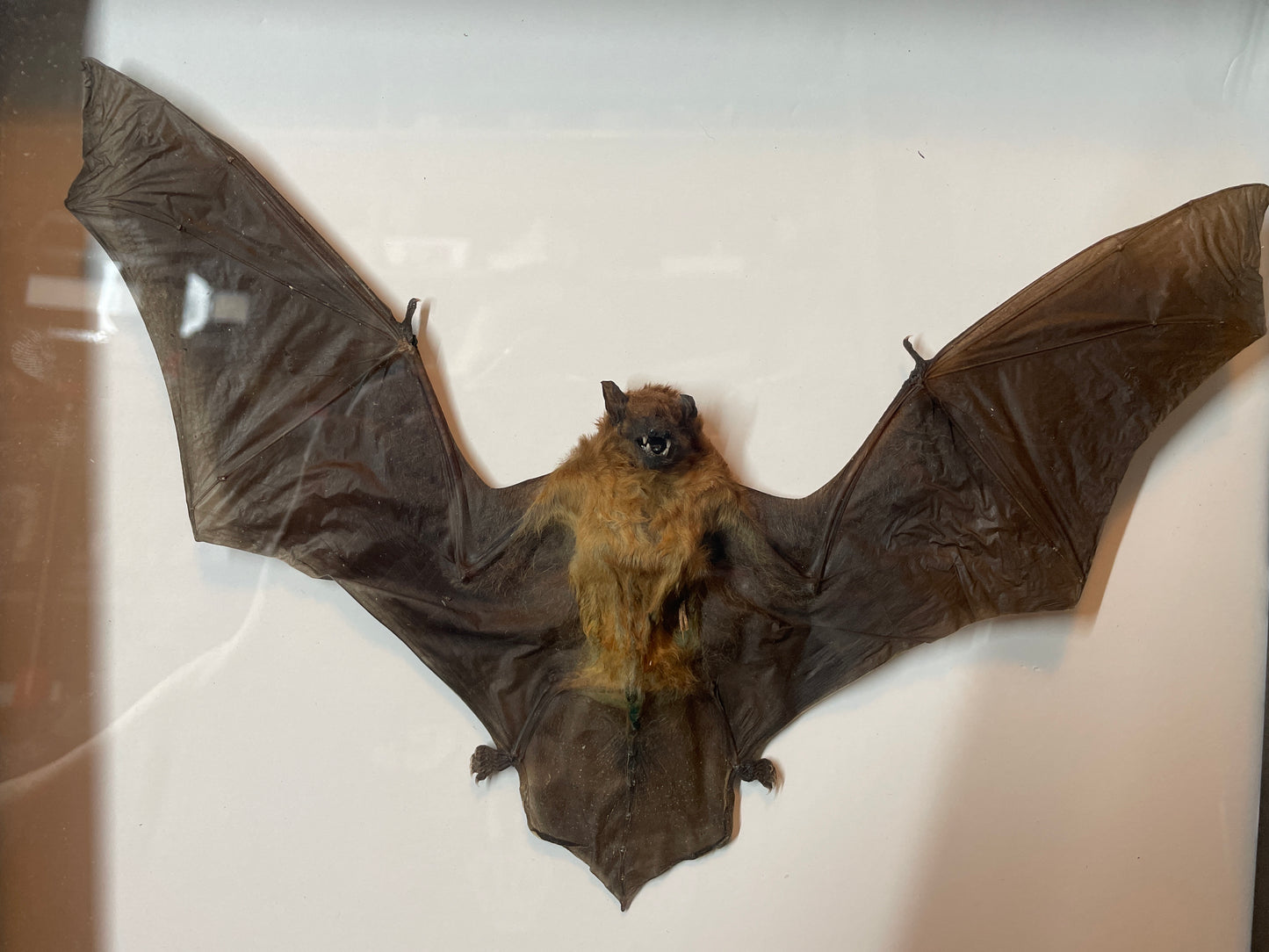 Scotophilus Kuhlii (Lesser Asiatic yellow bat)