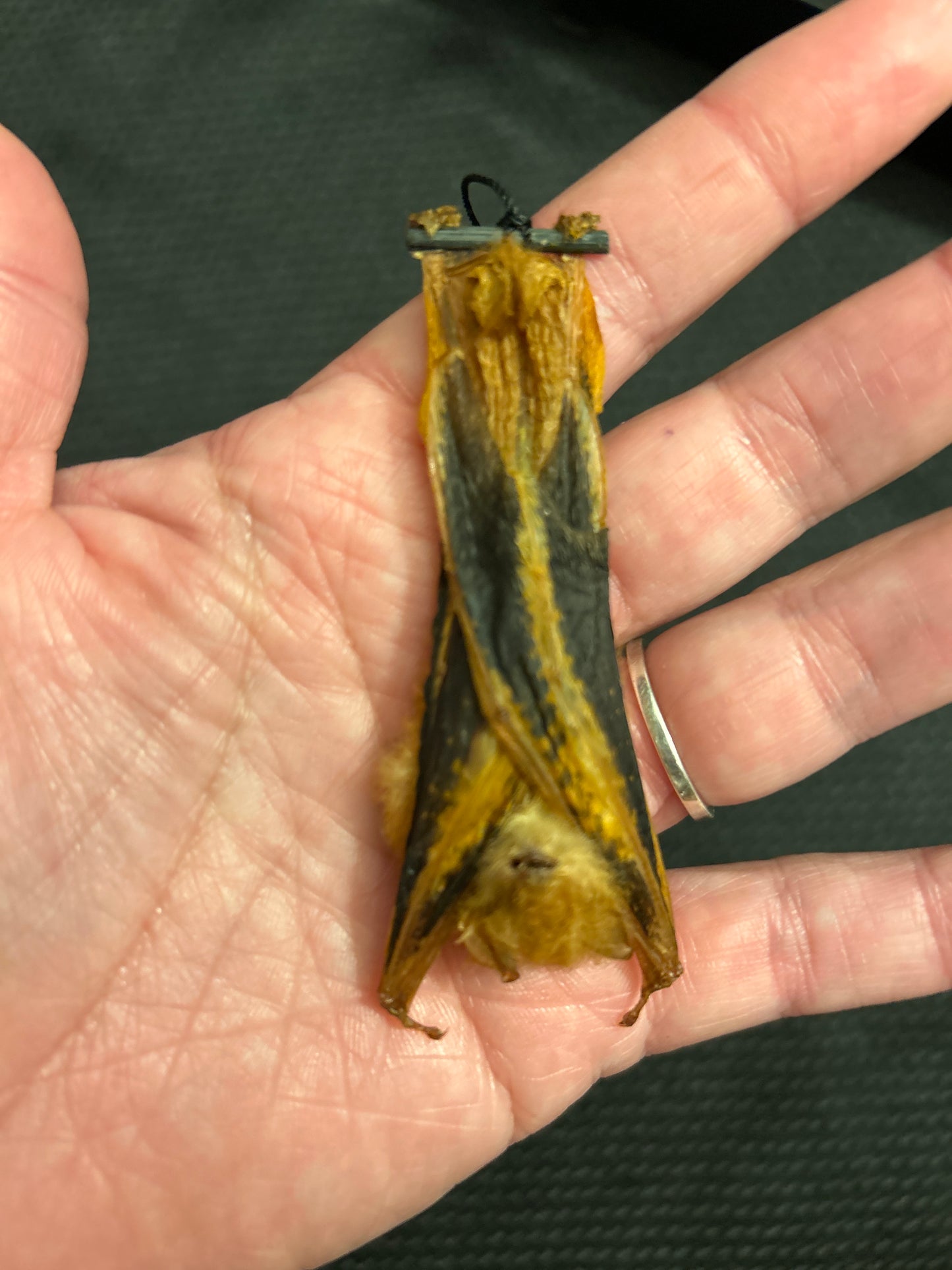 Kerrivoila Picta (Yellow Bat / Fire Bat) Hanging Bat