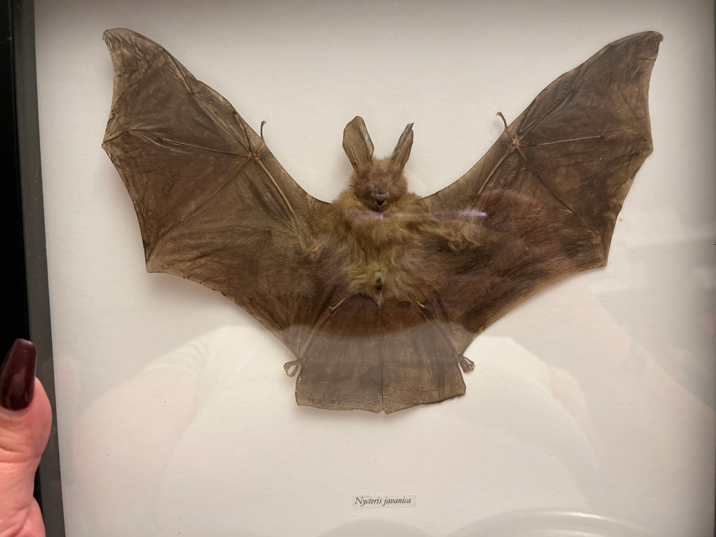 Nyceteris Javanica (Javan slit faced bat )