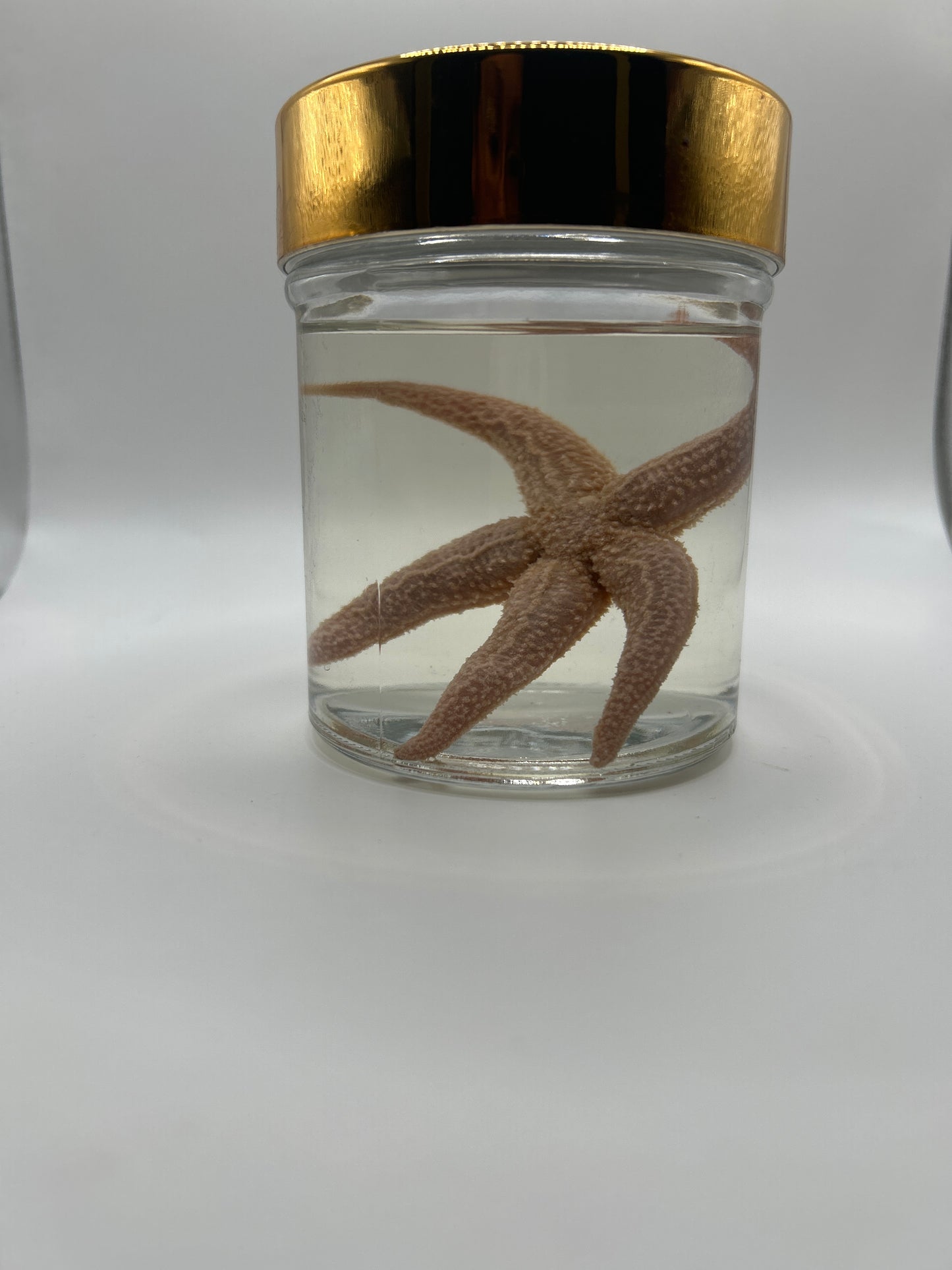 Star Fish with Jar (WET SPECIMEN)