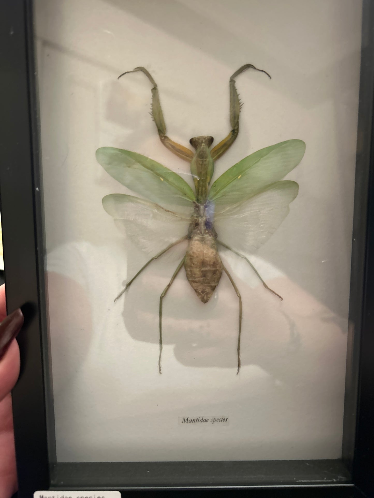 Mantidae Species ( praying mantis) Lg frame