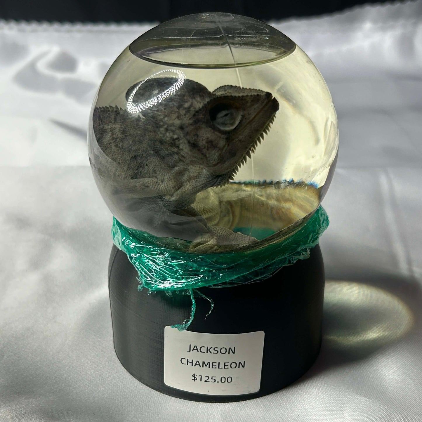 Veiled Chameleon Wet Specimen