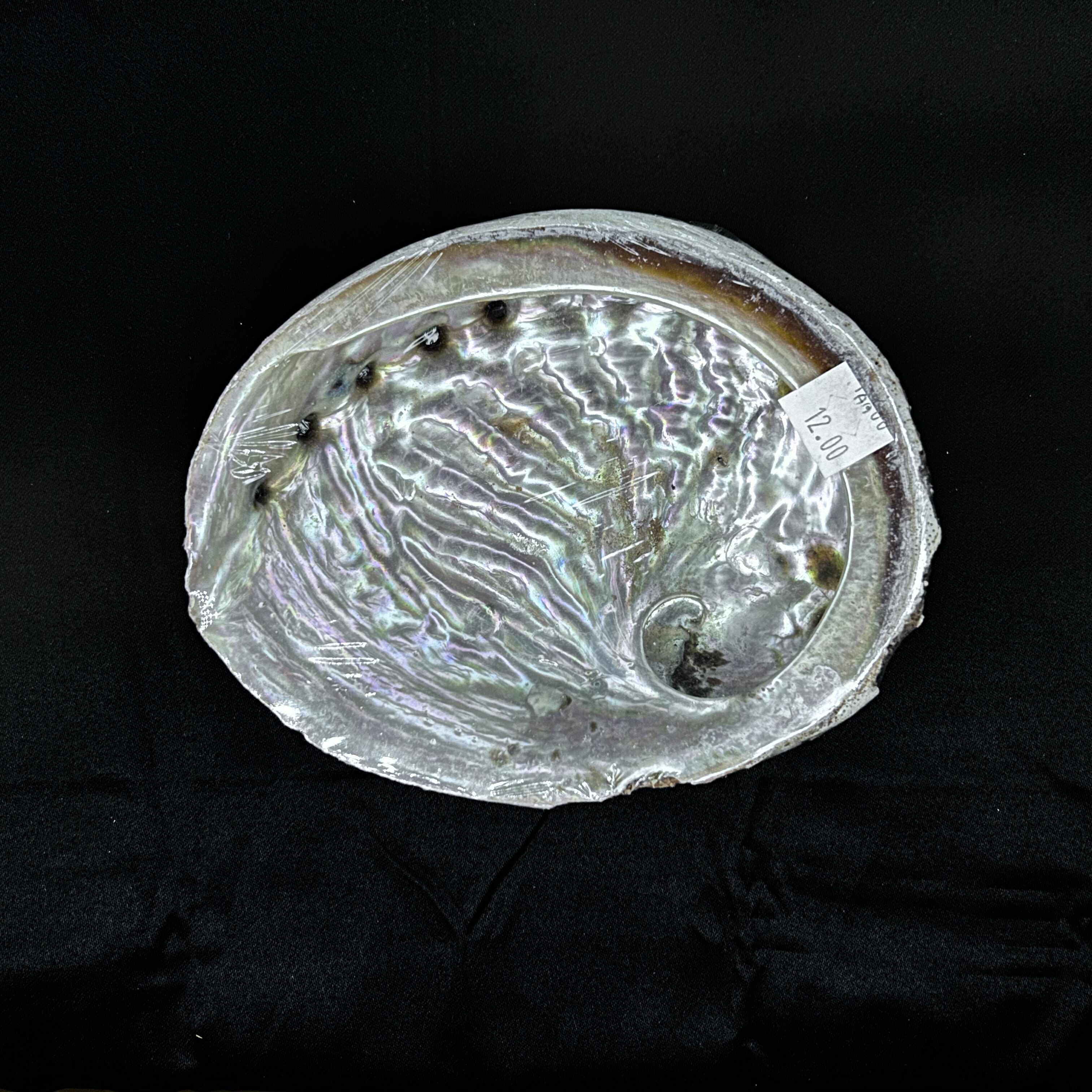 Large Abalone Shells – Midnight Moonlight and Magick