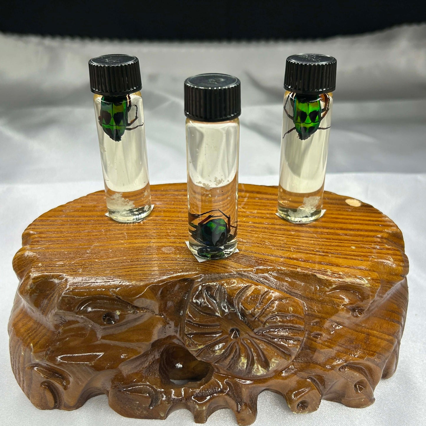 Jewel Scarab Beetle Wet Specimen