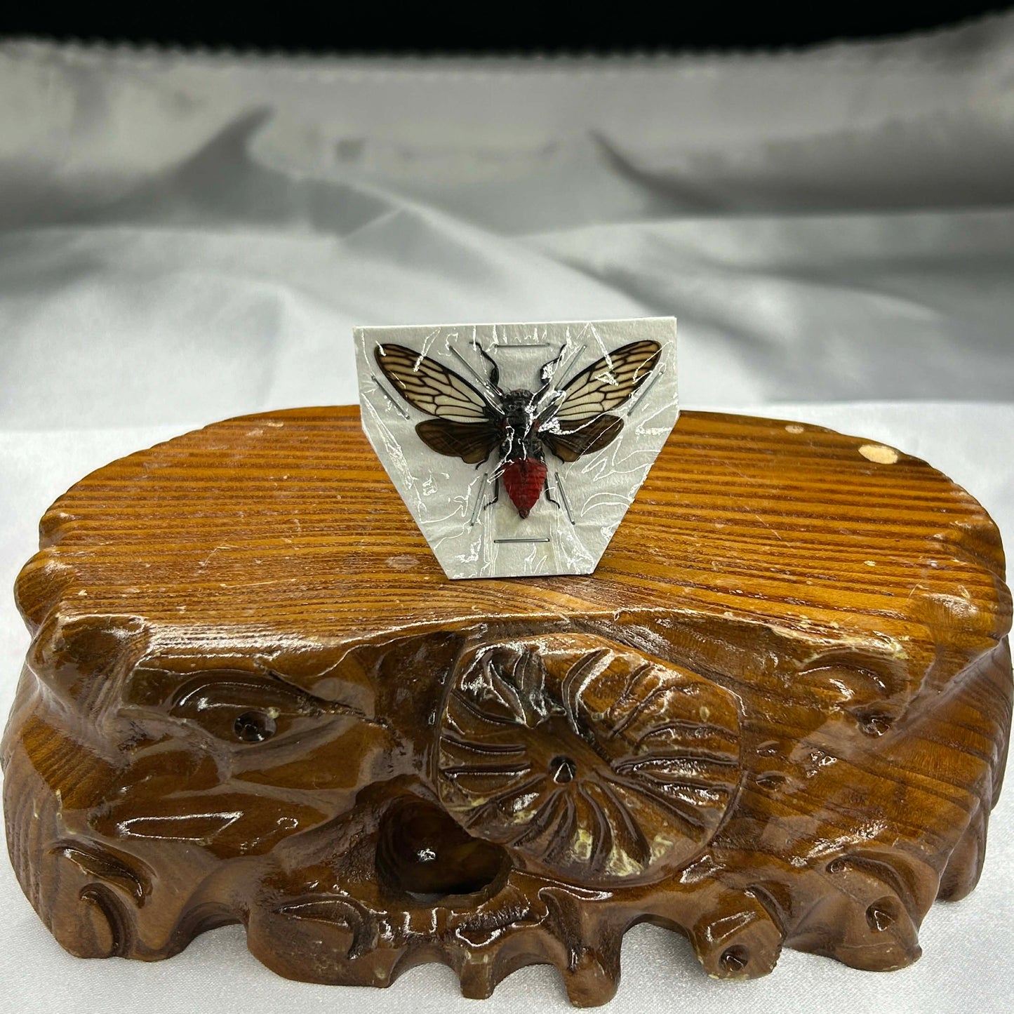 Red Devil Cicada Specimen