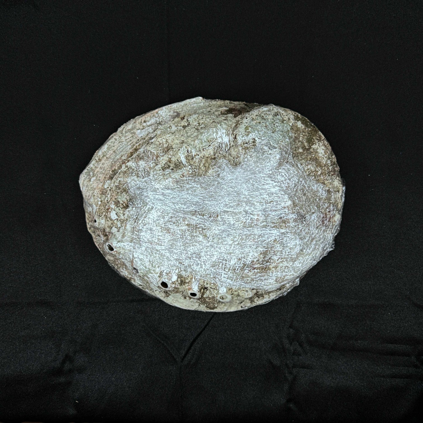 Large Abalone Shells