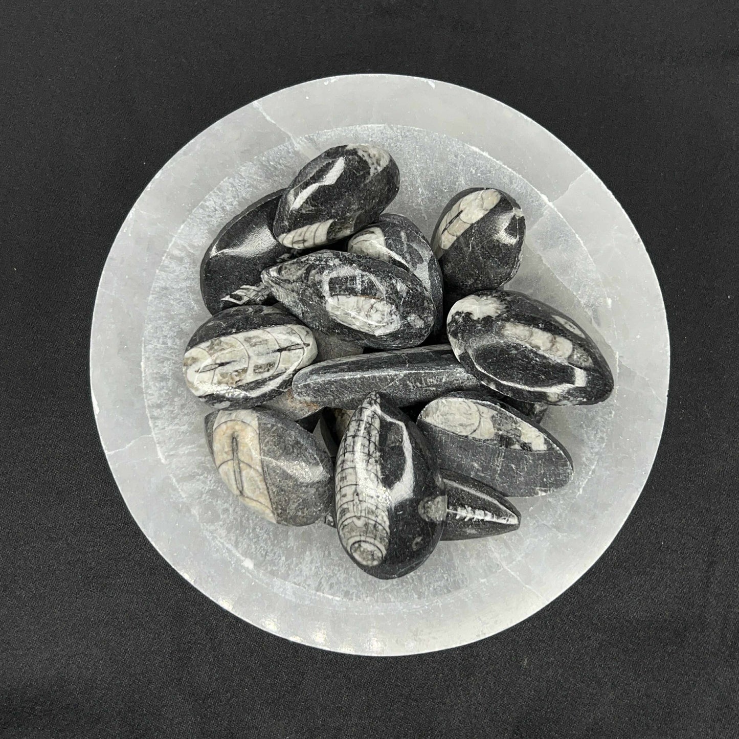 Single Orthocera Mini Plates