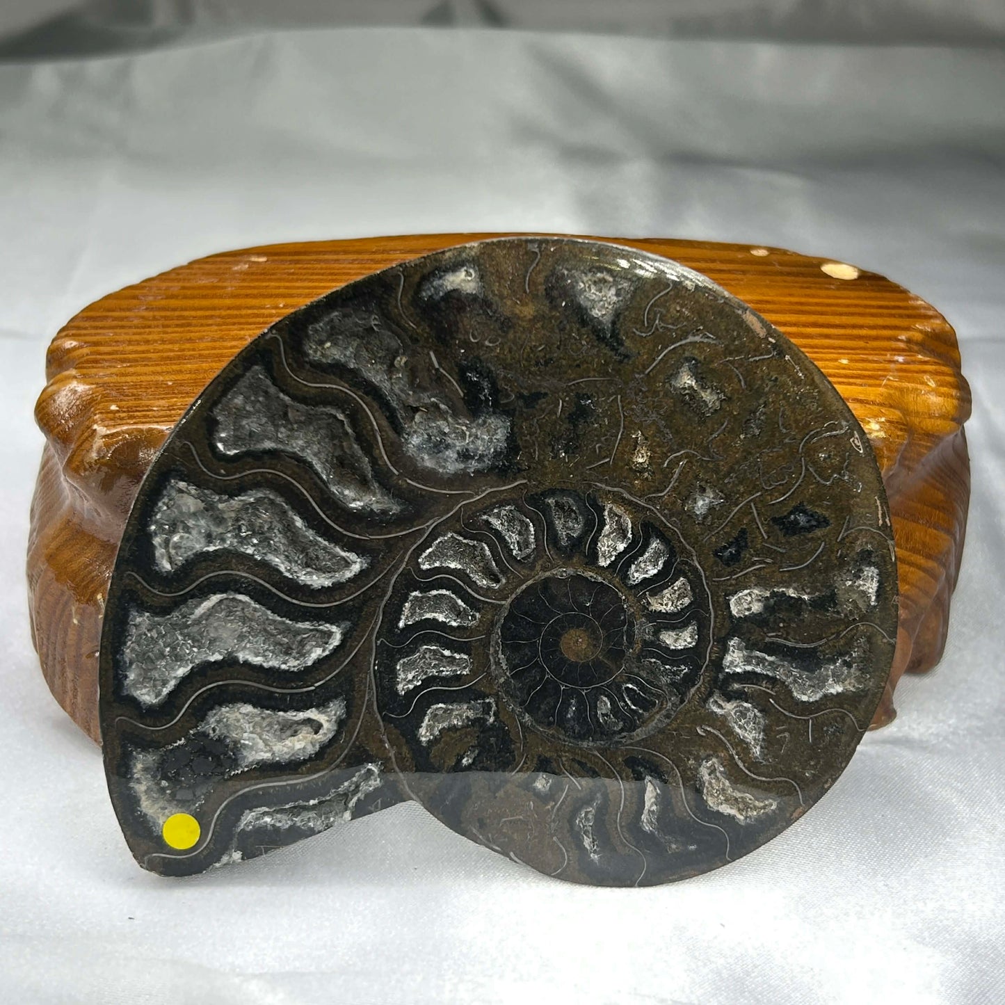 Black Crystalized Drusy Ammonite